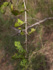 Canthium coromandelicum
