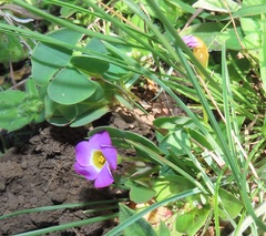 Oxalis obliquifolia