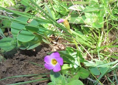 Oxalis obliquifolia