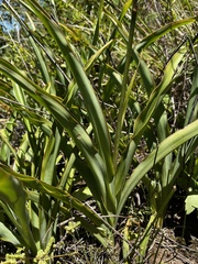 Chlorophytum bowkeri