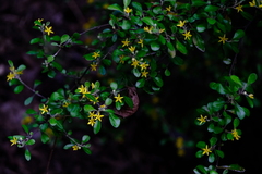 Corokia