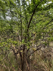 Canthium coromandelicum