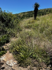 Chlorophytum bowkeri