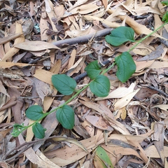 Hackelia latifolia