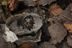 Vespinae