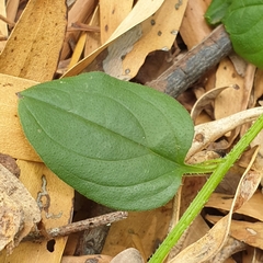 Hackelia latifolia