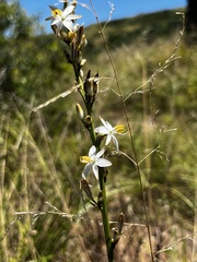 Chlorophytum bowkeri