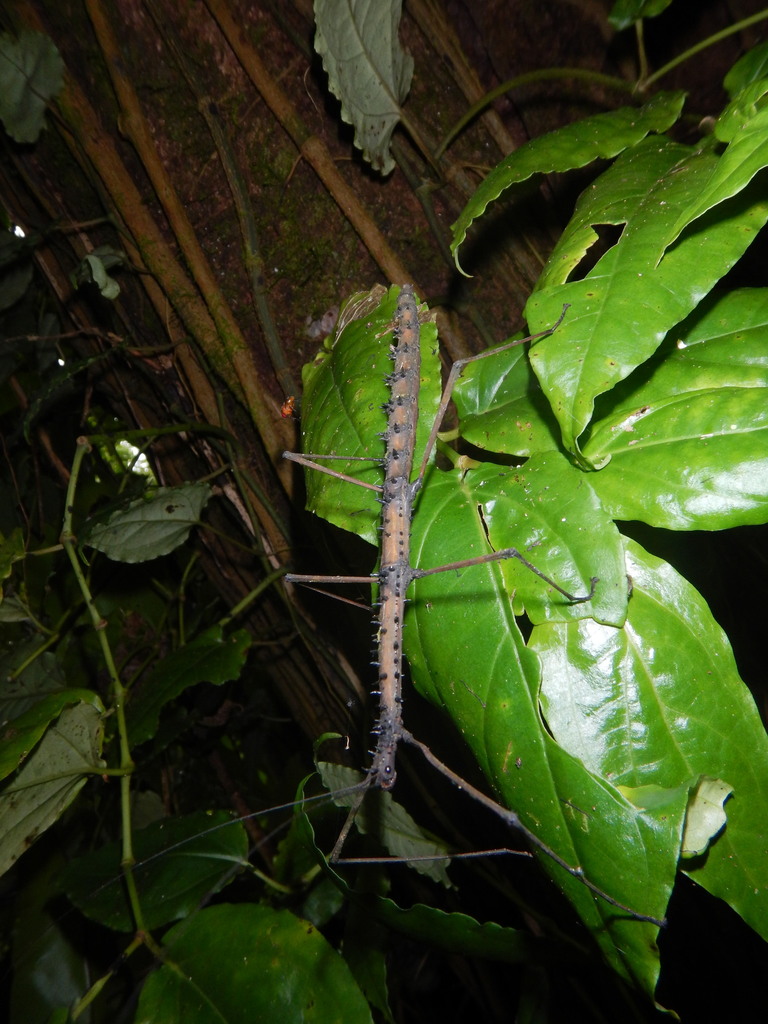 Scott's Stick Insect