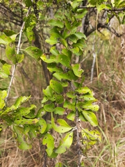 Canthium coromandelicum