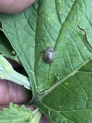 Epilachna obscurella