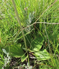 Helichrysum aureonitens