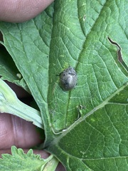 Epilachna obscurella