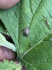 Epilachna obscurella