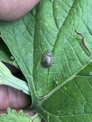 Epilachna obscurella