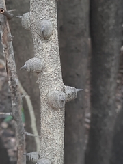 Pterolobium hexapetalum