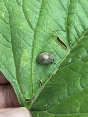 Epilachna obscurella