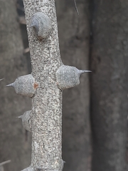 Pterolobium hexapetalum