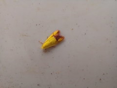 Gymnobathra flavidella