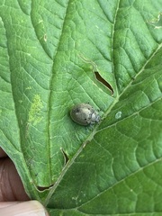 Epilachna obscurella