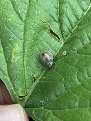 Epilachna obscurella