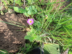 Oxalis obliquifolia