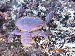 Cycloxanthops novemdentatus