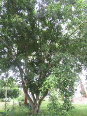 Ficus benjamina