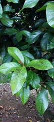 Syzygium malaccense