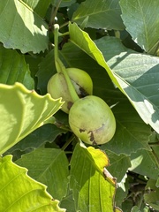 Dilleniaceae