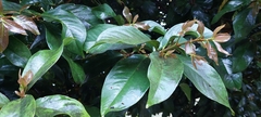 Syzygium malaccense