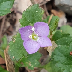 Veronica calycina