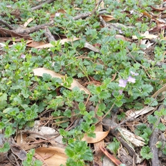 Veronica calycina