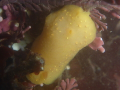 Cadlina modesta