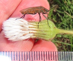 Spilostethus rivularis