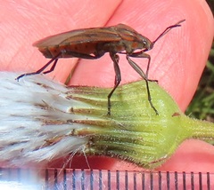 Spilostethus rivularis