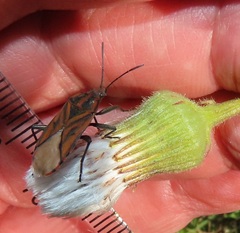 Spilostethus rivularis