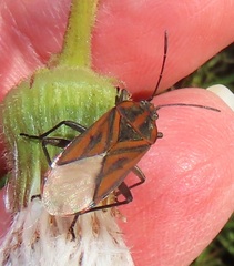 Spilostethus rivularis