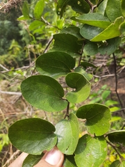 Ziziphus xylopyrus