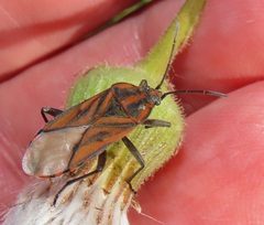 Spilostethus rivularis