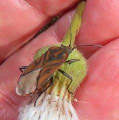 Spilostethus rivularis