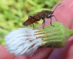 Spilostethus rivularis