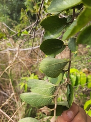 Ziziphus xylopyrus