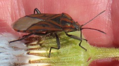 Spilostethus rivularis