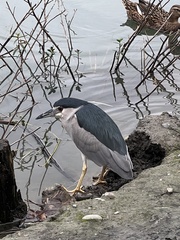 Nycticorax nycticorax nycticorax