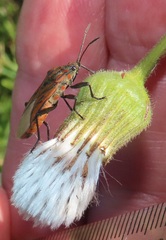 Spilostethus rivularis