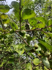 Ziziphus xylopyrus