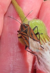 Spilostethus rivularis