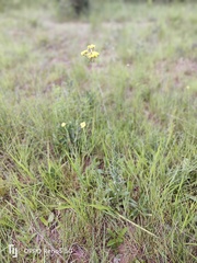 Helichrysum pallidum