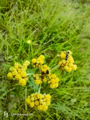 Helichrysum pallidum