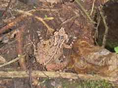 Sooglossus thomasseti